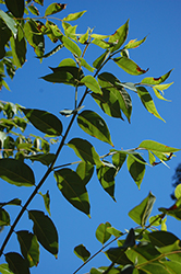 Rainbow Eucalyptus (Eucalyptus deglupta) at Lakeshore Garden Centres