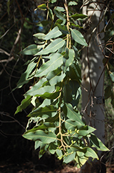 Cadaghi Gum Tree (Corymbia torelliana) at Lakeshore Garden Centres