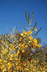 Silver Leaf Cassia (Senna phyllodinea) at Lakeshore Garden Centres