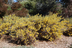 Silver Leaf Cassia (Senna phyllodinea) at Lakeshore Garden Centres