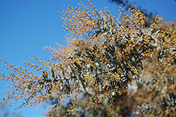 Purple Fernleaf Acacia (Acacia baileyana 'Purpurea') at Lakeshore Garden Centres