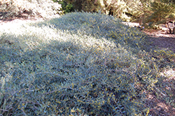 Low Boy Prostrate Acacia (Acacia redolens 'Low-Boy') at Lakeshore Garden Centres
