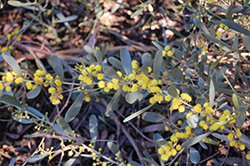 Low Boy Prostrate Acacia (Acacia redolens 'Low-Boy') at Lakeshore Garden Centres