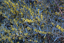 Low Boy Prostrate Acacia (Acacia redolens 'Low-Boy') at Lakeshore Garden Centres