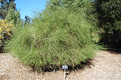 Summertime Blue Emu Bush (Eremophila 'Summertime Blue') at Lakeshore Garden Centres