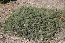 Prostrate Gray Honey Myrtle (Melaleuca incana 'Prostrata') at Lakeshore Garden Centres
