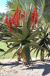 Malagasy Tree Aloe (Aloe vaombe) at Lakeshore Garden Centres