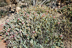 Marnier's Kalanchoe (Kalanchoe marnieriana) at Lakeshore Garden Centres