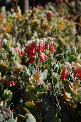 Marnier's Kalanchoe (Kalanchoe marnieriana) at Lakeshore Garden Centres