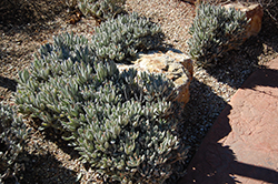 Panda Plant (Kalanchoe tomentosa) at Lakeshore Garden Centres