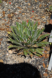 Dwarf Variegated Queen Victoria Agave (Agave victoriae-reginae 'Dwarf Variegata') at Lakeshore Garden Centres