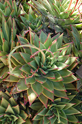 Molded Wax Echeveria (Echeveria agavoides) at Lakeshore Garden Centres