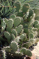 Coastal Prickly Pear Cactus (Opuntia littoralis) at Lakeshore Garden Centres