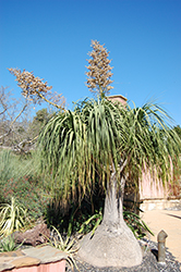 Pony Tail Palm (Nolina recurvata) at Golden Acre Home & Garden