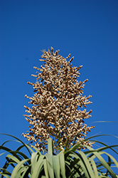 Pony Tail Palm (Nolina recurvata) at Lakeshore Garden Centres
