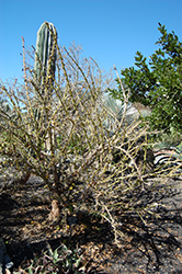 Barbados Gooseberry (Pereskia aculeata) at Lakeshore Garden Centres