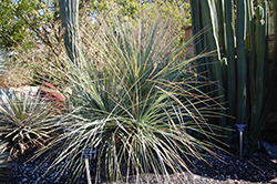 Bear Grass (Nolina stricta) at Lakeshore Garden Centres