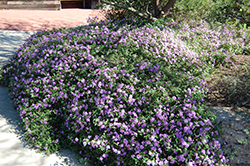 Spreading Radiation Lantana (Lantana montevidensis 'Spreading Radiation') at Lakeshore Garden Centres