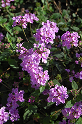 Spreading Radiation Lantana (Lantana montevidensis 'Spreading Radiation') at Lakeshore Garden Centres
