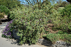 Golden Emu Bush (Eremophila maculata 'Aurea') at Lakeshore Garden Centres