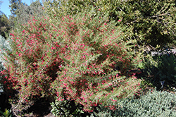 Penola Lavender Grevillea (Grevillea lavandulacea 'Penola') at Lakeshore Garden Centres
