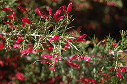 Penola Lavender Grevillea (Grevillea lavandulacea 'Penola') at Lakeshore Garden Centres