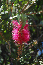 Rose Bottlebrush (Callistemon 'Rosea') at Lakeshore Garden Centres