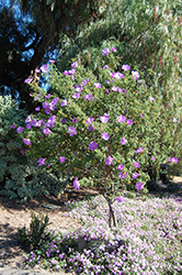 Lilac Hibiscus (Alyogyne huegelii) at Lakeshore Garden Centres