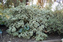 Silver Queen Kohuhu (Pittosporum tenuifolium 'Silver Queen') at Lakeshore Garden Centres