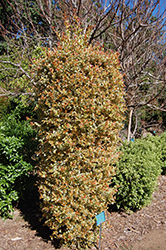 Lemon Swirl Variegated Brush Cherry (Eugenia myrtifolia 'Variegata') at Lakeshore Garden Centres