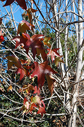 Burgundy Sweet Gum (Liquidambar styraciflua 'Burgundy') at Lakeshore Garden Centres