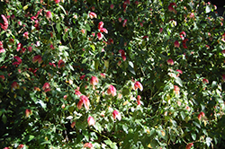 Variegated Shrimp Plant (Justicia brandegeeana 'Variegata') at Lakeshore Garden Centres