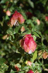 Variegated Shrimp Plant (Justicia brandegeeana 'Variegata') at Lakeshore Garden Centres