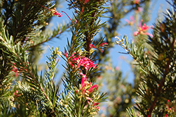 Pink Pearl Grevillea (Grevillea 'Pink Pearl') at Lakeshore Garden Centres