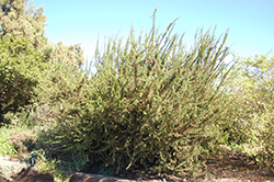 Pink Pearl Grevillea (Grevillea 'Pink Pearl') at Lakeshore Garden Centres