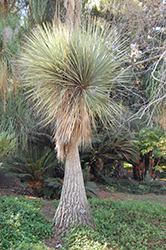 Bear Grass (Nolina stricta) at Lakeshore Garden Centres