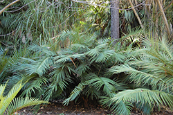 Mexican Horncone (Ceratozamia mexicana) at Lakeshore Garden Centres