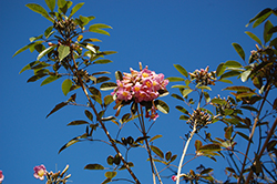 Dwarf Pink Trumpet Tree (Tabebuia impetiginosa 'Paulensis') at Lakeshore Garden Centres