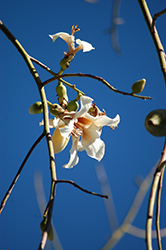 White Silk Floss Tree (Chorisia insignis) at Lakeshore Garden Centres