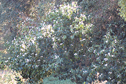 Allspice Magnolia (Magnolia x foggii 'Allspice') at Lakeshore Garden Centres