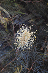Candelabra Grevillea (Grevillea candelabroides) at Lakeshore Garden Centres