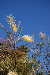 Candelabra Grevillea (Grevillea candelabroides) at Lakeshore Garden Centres
