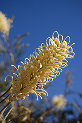 Moonlight Grevillea (Grevillea 'Moonlight') at Lakeshore Garden Centres