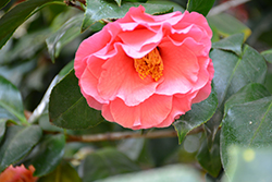 Fashionata Camellia (Camellia japonica 'Fashionata') at Lakeshore Garden Centres