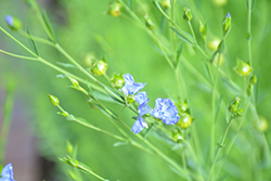 Common Flax (Linum usitatissimum) at Lakeshore Garden Centres