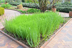 Common Flax (Linum usitatissimum) at Lakeshore Garden Centres