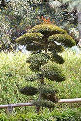 Magenta Cherry Topiary (Syzygium paniculatum (topiary)) at Lakeshore Garden Centres