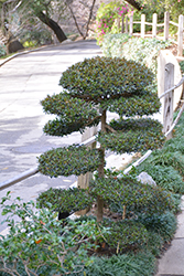 Magenta Cherry Topiary (Syzygium paniculatum (topiary)) at Lakeshore Garden Centres