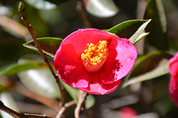 April Melody Camellia (Camellia japonica 'April Melody') at Lakeshore Garden Centres
