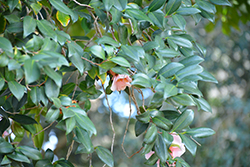 Grady's Egao Camellia (Camellia 'Grady's Egao') at Lakeshore Garden Centres